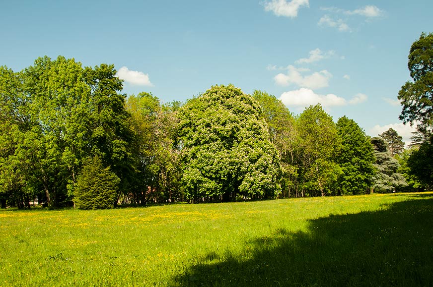 Photo: Parc des Cèdres à côté du château